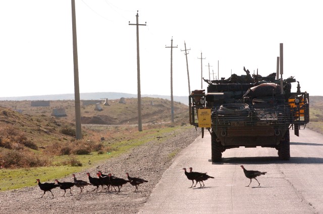 Turkish Turkeys&#039;