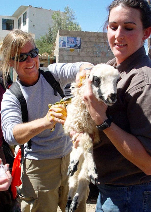 Goat care in Yemen