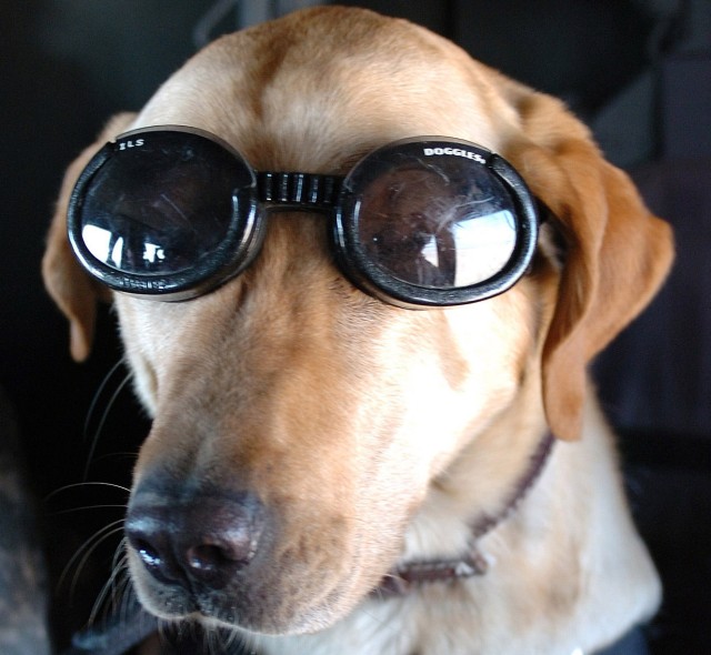 Hero Dog