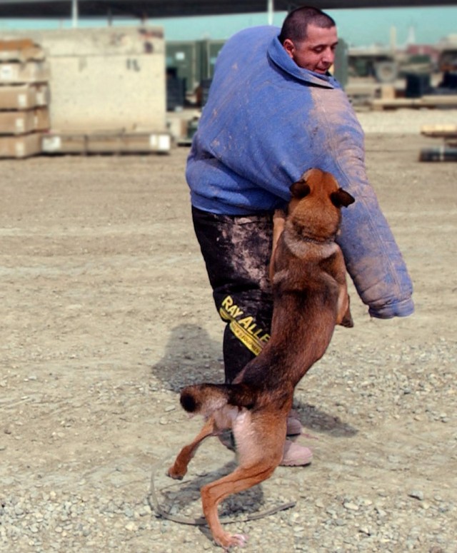 Military Working Dogs Keeping Troops Safe