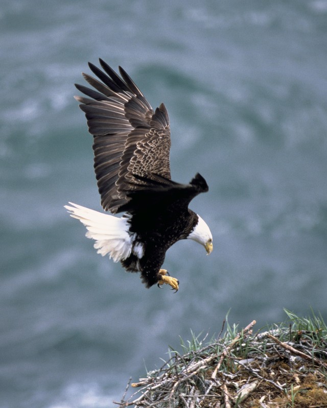 Army Efforts Contribute to Removal of Bald Eagle from Endangered Species List