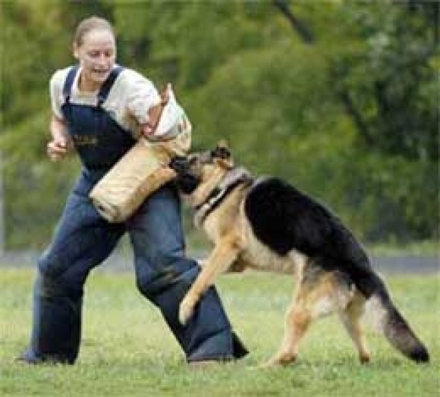 Army Honors Its &#039;Top Dogs&#039;