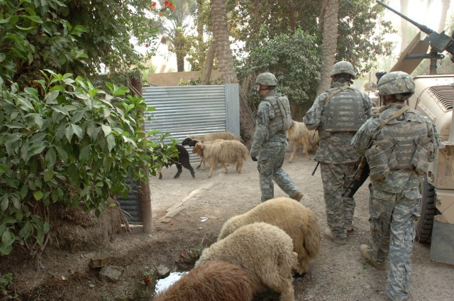 Soldiers from Troop C, 1st Squadron, 7th Cavalry Regiment, Houston, Mo. native Staff Sgt. Matthew Schilling, a squad leader, and scouts Pfc. Zach Foege, who hails from Watertown, Wisc. and Pvt. Joseph Solis of Dallas walk past sheep into the courtyar...