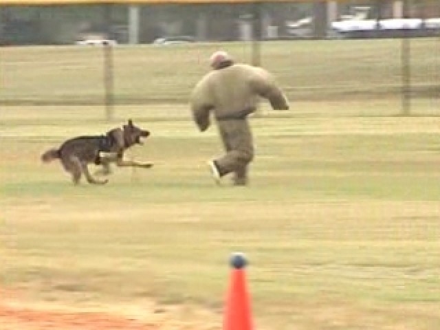 Working Dog Competition