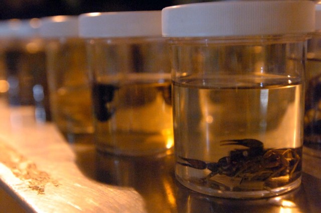 A jar containing a scorpion waiting to be eaten by a Soldier of the 3rd Brigade Combat Team, 1st Cavalry Division, sits on a table during the Fear Factor Baqouba competition on Halloween night. Soldiers competing had to eat the scorpion to...