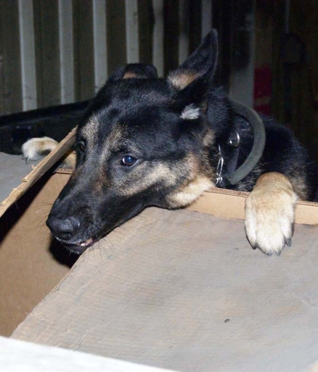 German Polizei, U.S. Dog Teams Train Together