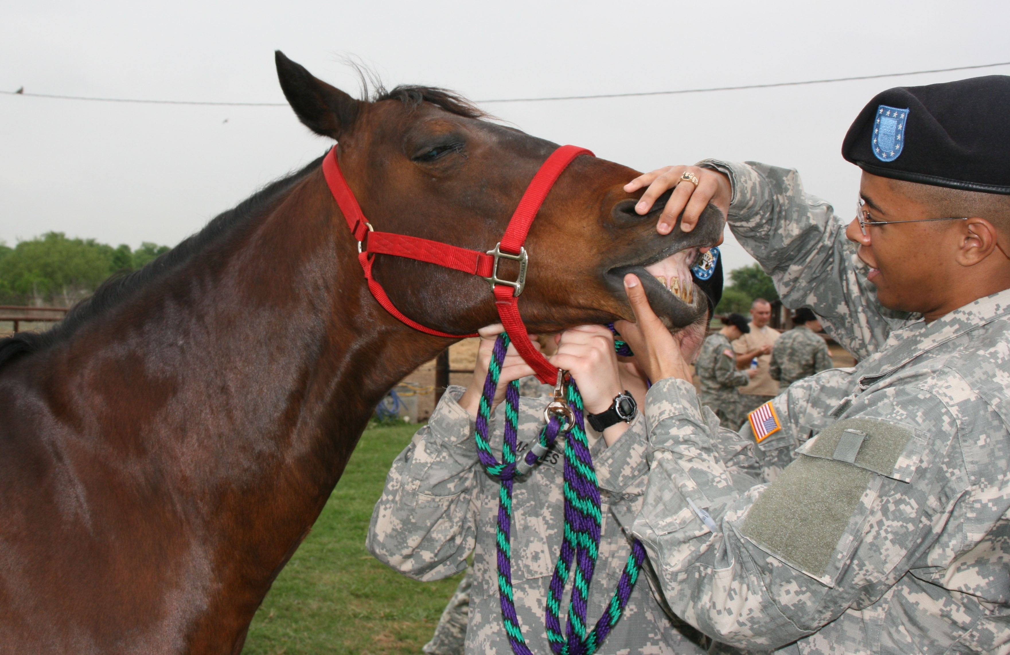  Army  Trains Military  Animal  Care Guardians Article The 
