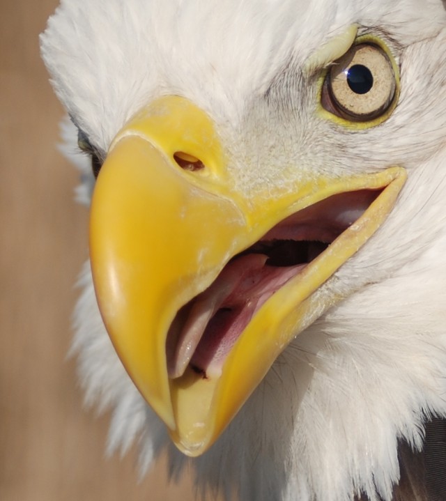 Eagle portrait