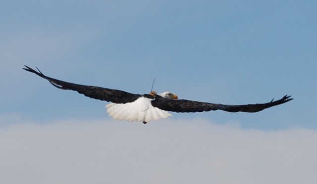 Soaring Eagle