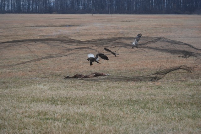 Capturing Eagles