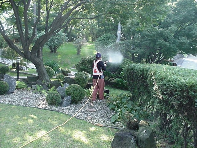 Pesticide treatment to begin on trees, bushes