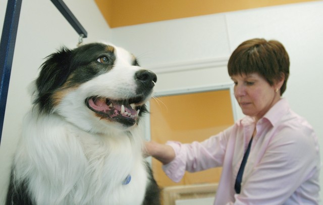 Pet Brigade