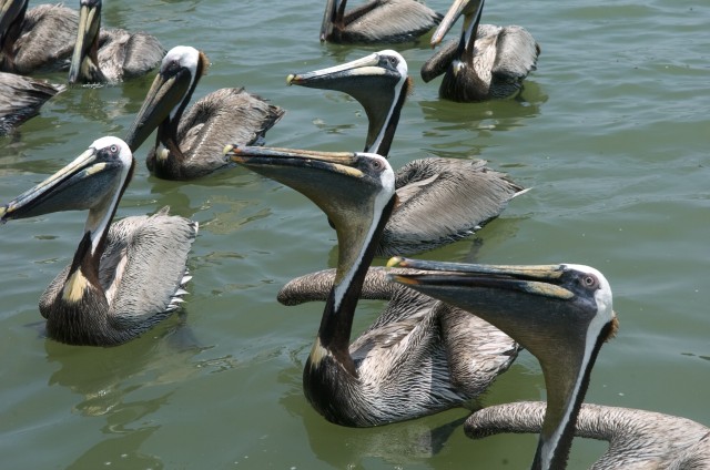 For the Birds