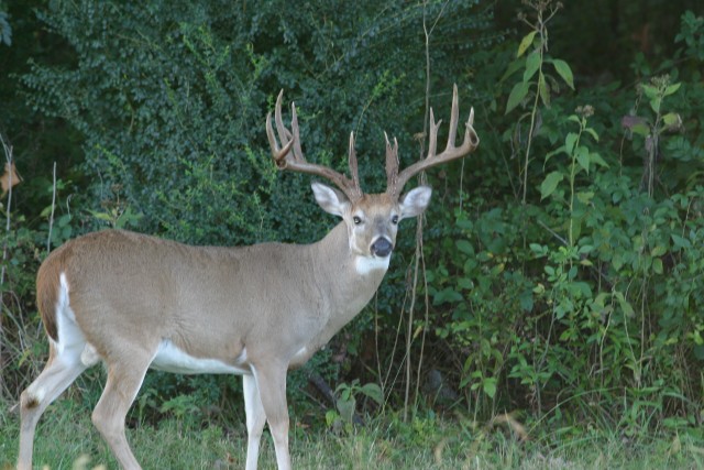 Thinning the herd