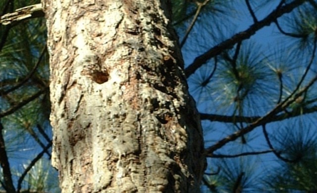 Red-cockaded woodpecker nest