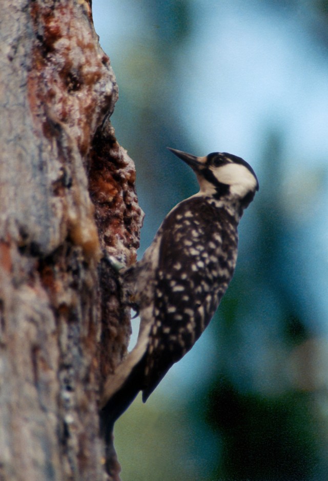 Red cockaded woodpecker