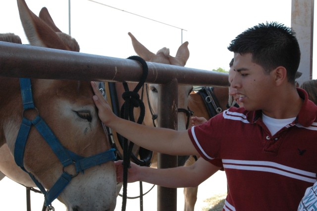 Albert Ayala, 17, a junior with the Molina High School Junior Reserve Officers' Training Corps program in Dallas, pets one of the 1st Cavalry Division's mules at the Horse Cavalry stables on Fort Hood, Texas May 30. Ayala along with 39 other...
