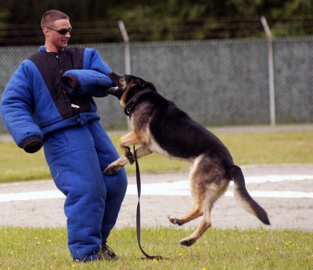 Military Dog Teams Hone War-Fighting Skills