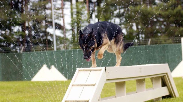 Military Dog Teams Hone War-Fighting Skills