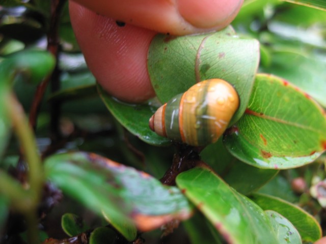 Oahu&#039;s jewels of the forest fight for survival