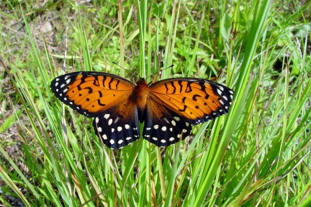 Regal Fritillary Butterfly