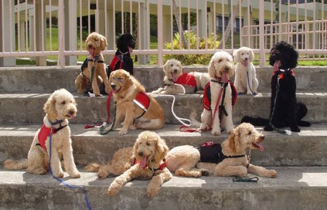Military ohana open hearts, homes to raise service dogs