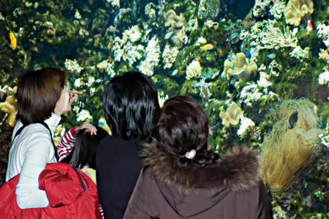 Aquarium offers underwater experience