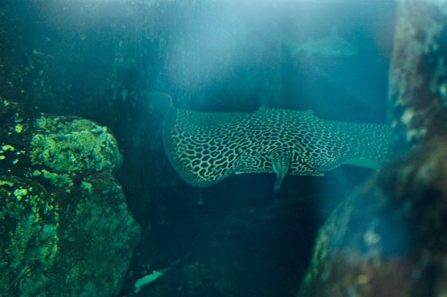 Aquarium offers underwater experience