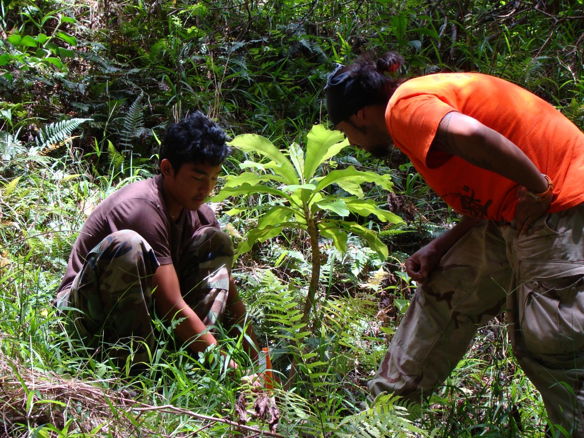 'Conservation Camp' interns clean up Makua Valley | Article | The ...