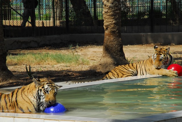 Tigers at Baghdad Zoo