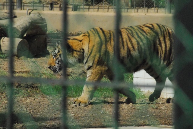 Tigers at Baghdad Zoo