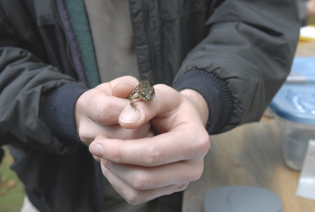 Rare Frog