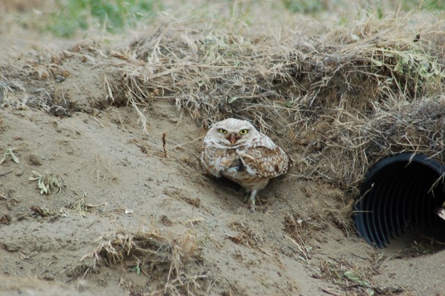 Army mobilizes to increase Burrowing Owl habitat in Oregon