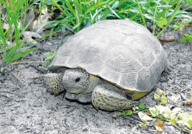 Gopher Tortoise