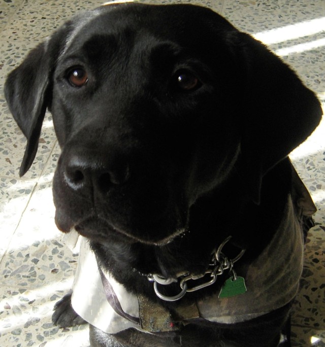 California Soldiers loosen up with therapy dog