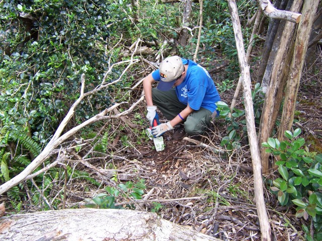 Life Scouts restore forests on path to &#039;Eagle&#039; ranking