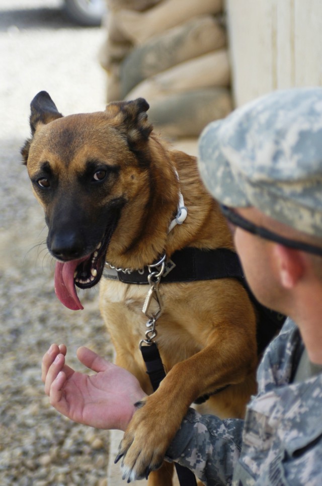 Man's Best Friend, A Soldiers 'battle-buddy' 