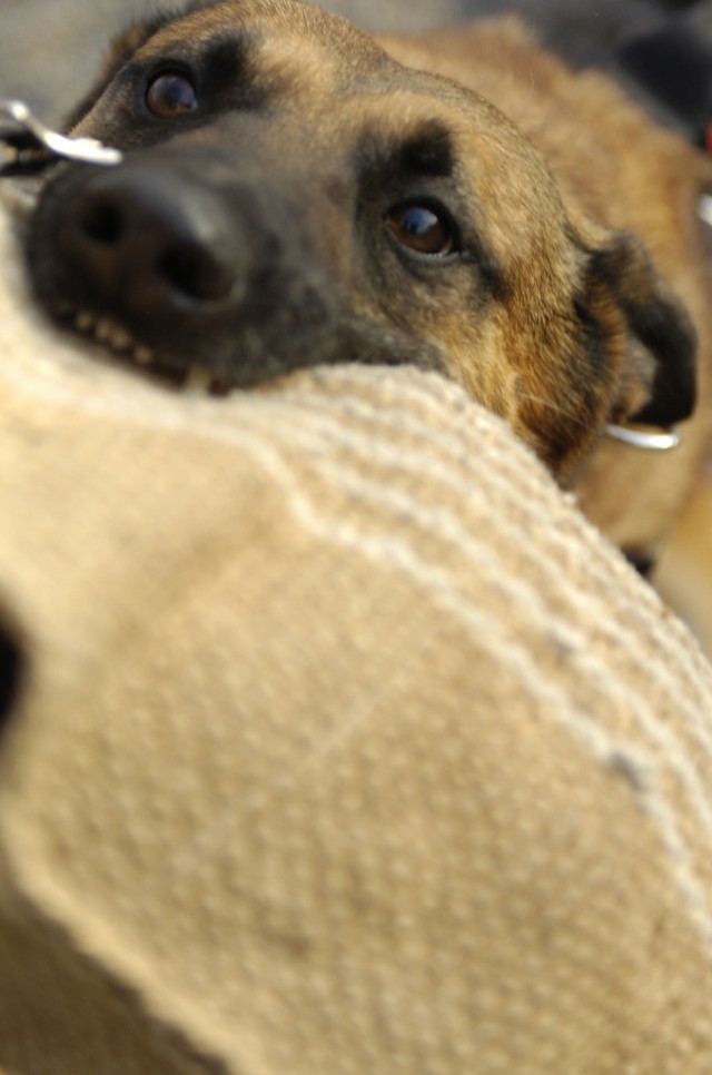Two-year-old Belgian Malinois, Sgt. 1st Class A-Taq, a military working dog assigned to the Stryker K-9 unit, 1st Cavalry Division, Multi-National Division-Baghdad; does bite work during attack drills at the Victory Base Camp Military Working Dog...