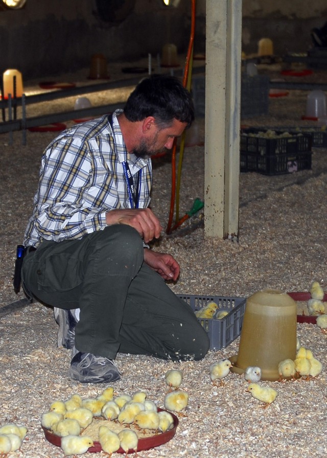BAGHDAD - Charles Russell, a member of the U.S. State Department Embedded Provincial Reconstruction Team (ePRT) and an agricultural advisor, tends to Iraqi chicks at the Mahmudiyah Poultry Association during an EPRT event in Mahmudiyah, Feb. 27....