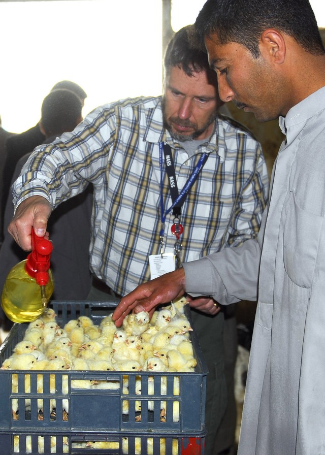 BAGHDAD - Charles Russell, a member of the U.S. State Department Embedded Provincial Reconstruction Team and an agricultural advisor, sprays twenty-one day old chicks with a vaccine to prevent Gambaro disease, which attacks a chick's immune...