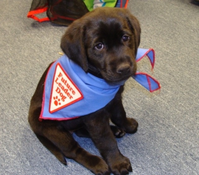Detroit Arsenal CDC Raises a Puppy for Leader Dogs for the Blind