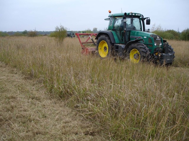 Controlling Reed Grass