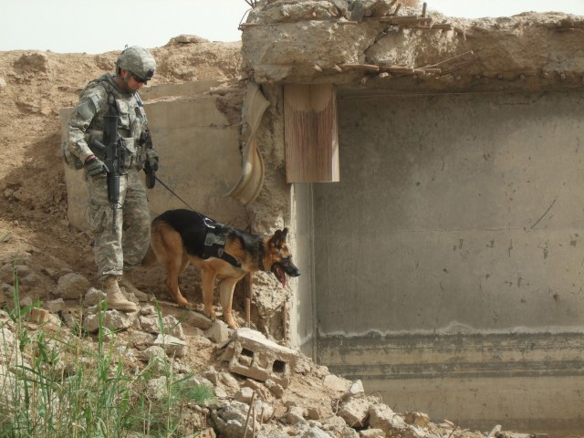 TAJI, Iraq - Sgt. William Cotner from Greeley, Colo., and his German Shepherd "Staff Sgt. Piero" from Taji K-9, in support of Troop C, 2nd Squadron, 104th Cavalry Regiment, 56th Stryker Brigade Combat Team, attempt to find unexploded ordnance and...