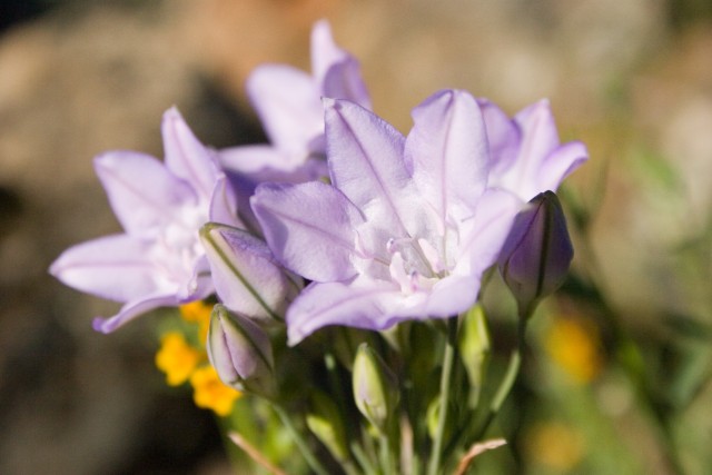 Wildflowers in full bloom at Corps of Engineers California parks