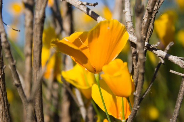 Wildflowers in full bloom at Corps of Engineers California parks