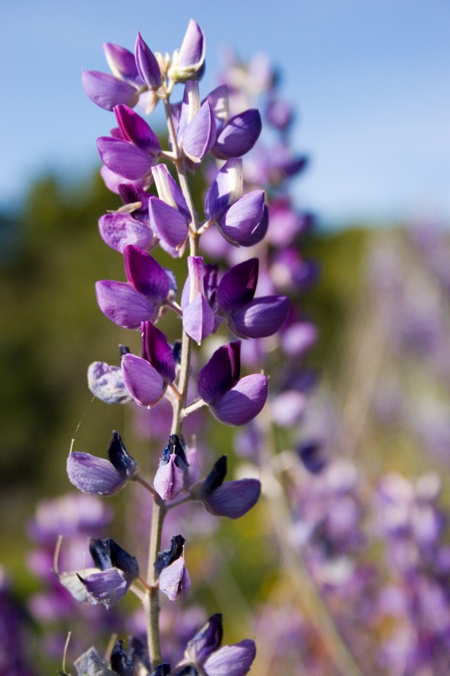 Wildflowers in full bloom at Corps of Engineers California parks