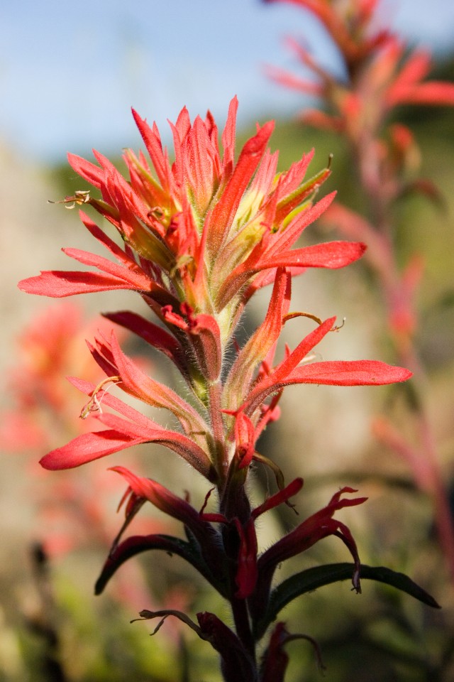 Wildflowers in full bloom at Corps of Engineers California parks