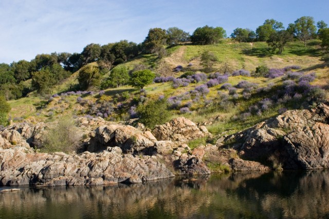 Wildflowers in full bloom at Corps of Engineers California parks