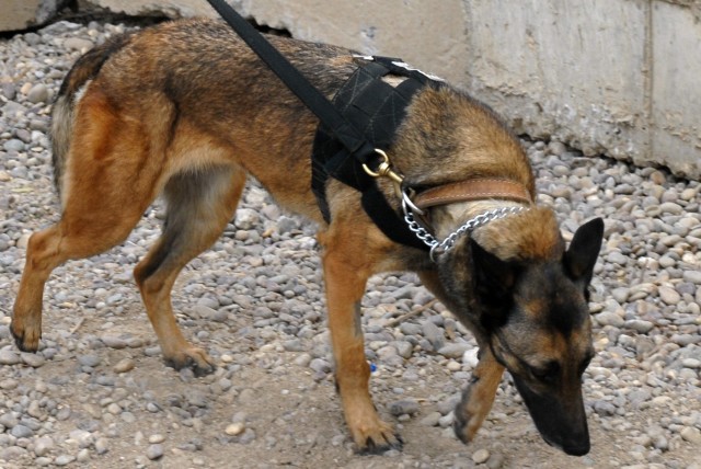 BAGHDAD -Sonja, a Belgium Malois and a military working dog assigned to 56th Stryker Brigade Combat Team, sniffs around for anything out of the ordinary at JSS War Eagle April 8. "She's an additional step in the lines of defense," said Air Force Tech...