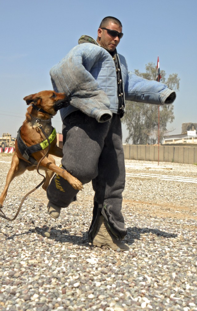 Pvt. Khalaf Kassim Ketti, an infantryman with the 2nd Battalion, 6th Brigade, 2nd Iraqi Army Division, donned a padded suit and played the part of "chew toy" as part of a demonstration at Combat Outpost Spear April 6. Rronnie, a military working dog ...